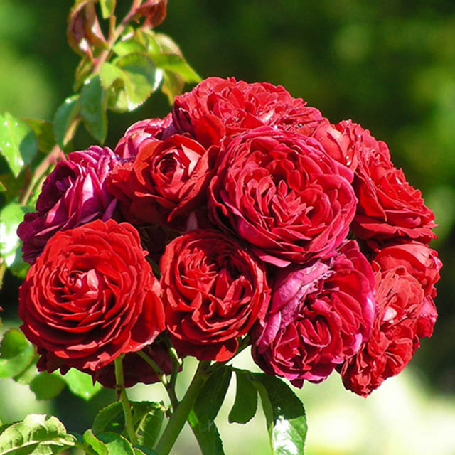 Hoa hồng đỏ Monalisa biểu trưng cho vẻ kiều diễm của người phụ nữ